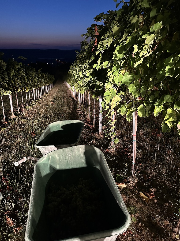 Start der diesjährigen Weinlese