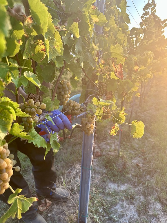 Leseende am Weingut Ecker - Eckhof